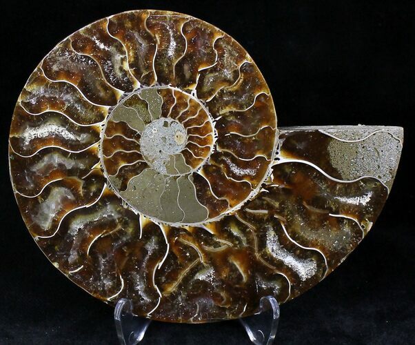 Agatized Ammonite Fossil (Half) #22265